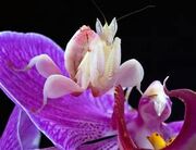 Mantis Orquídea
