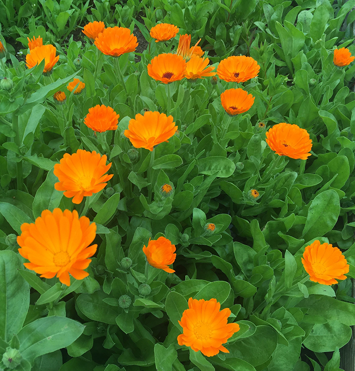 Calendula officinalis