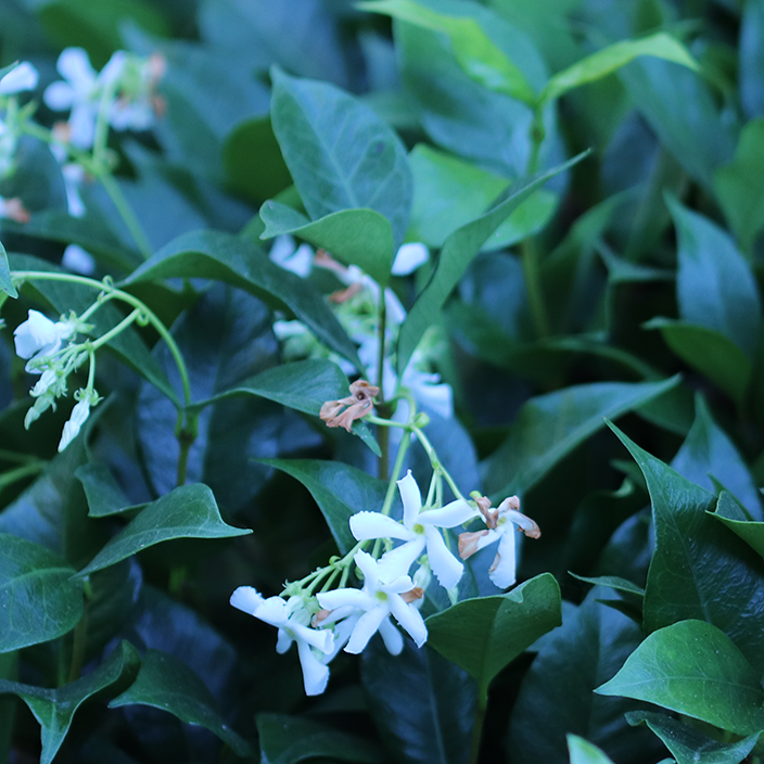 Jasminum sambac