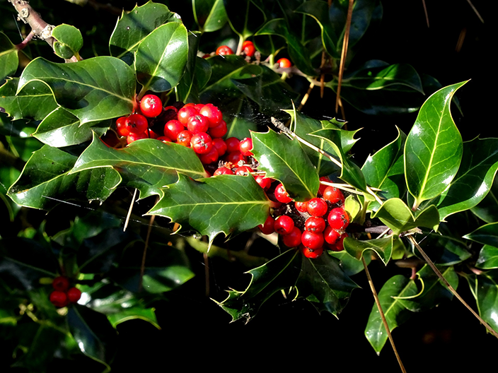 Ilex aquifolium