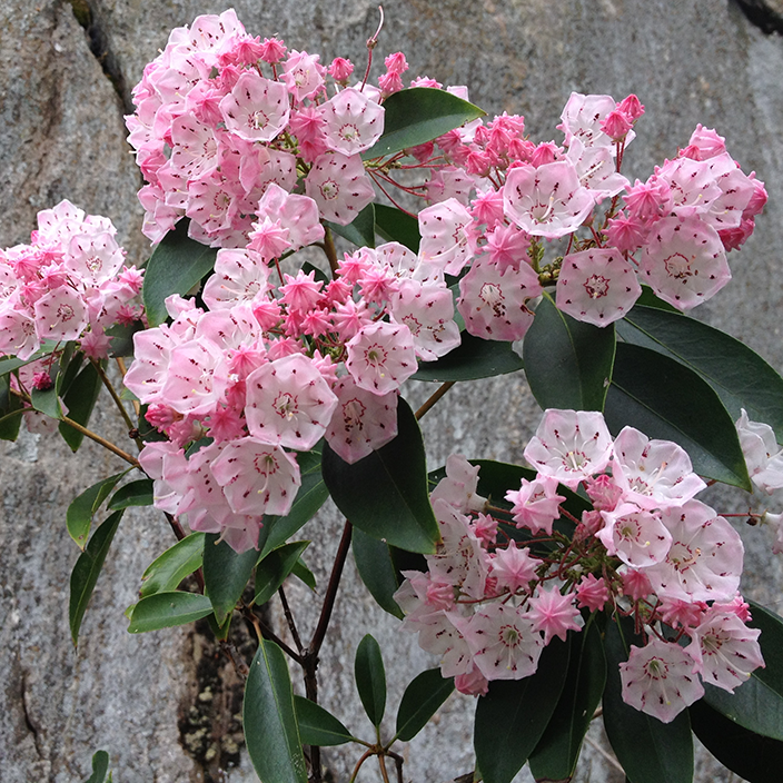 Kalmia latifolia