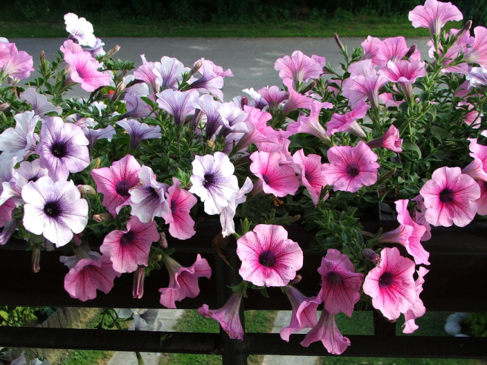 Petunia