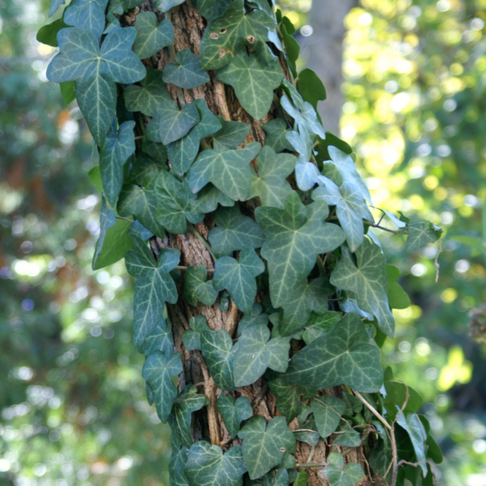 Hedera helix