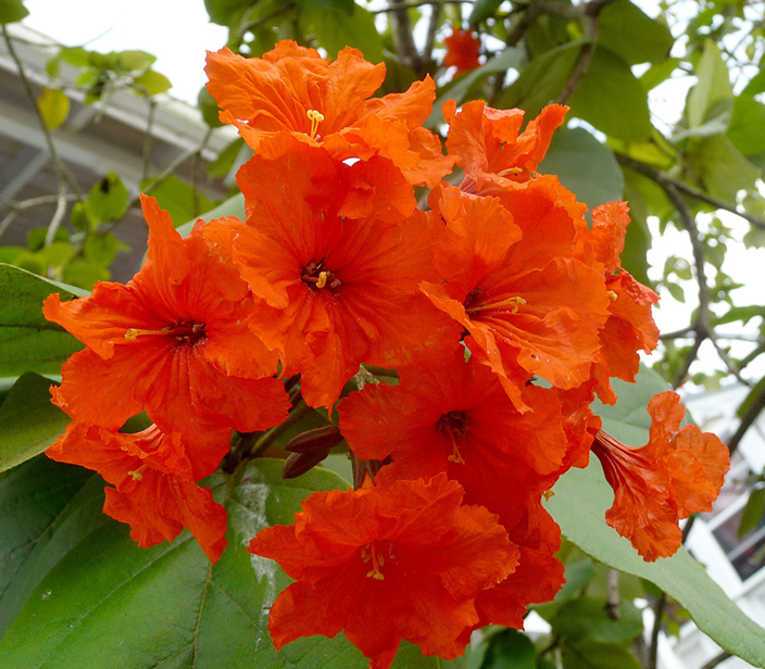 Cordia subcordata
