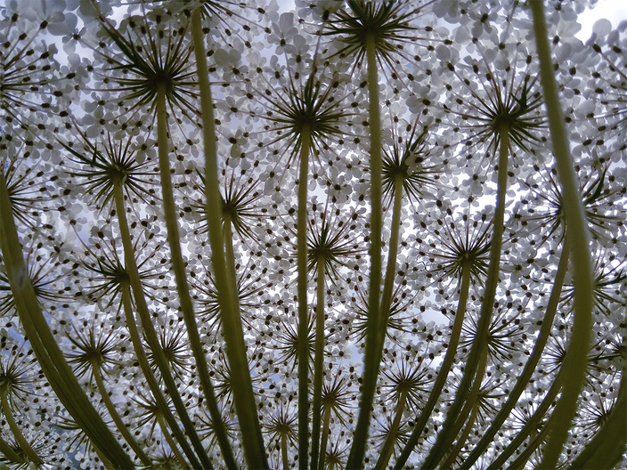 Daucus carota (underside)