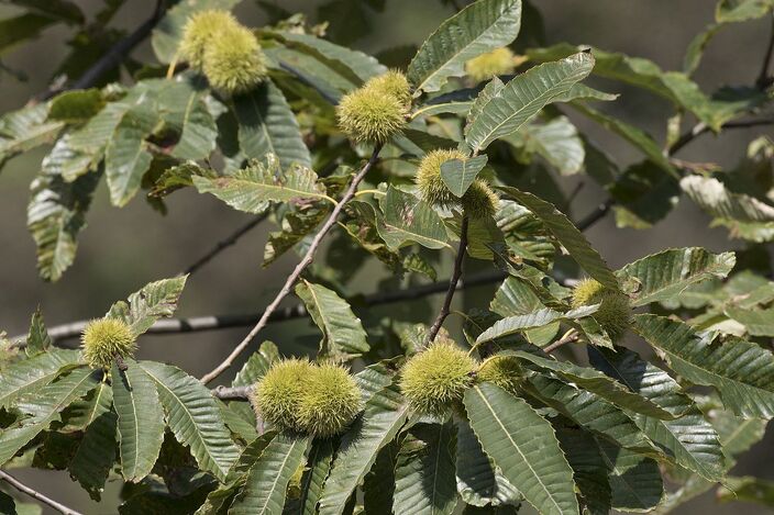 Castanea sativa