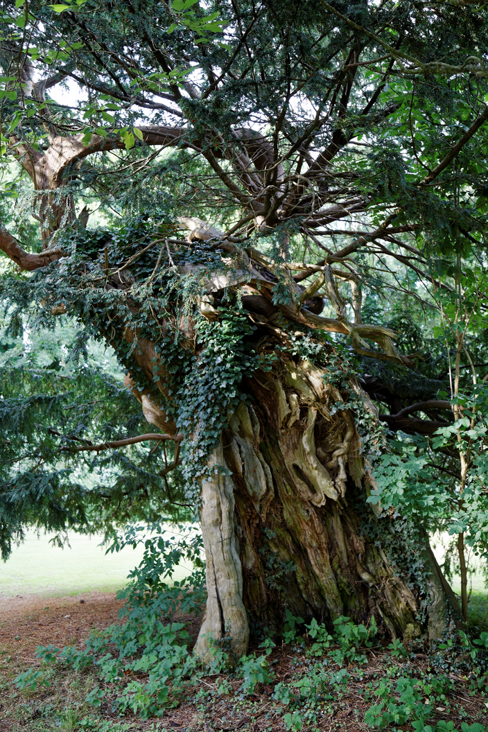Taxus baccata