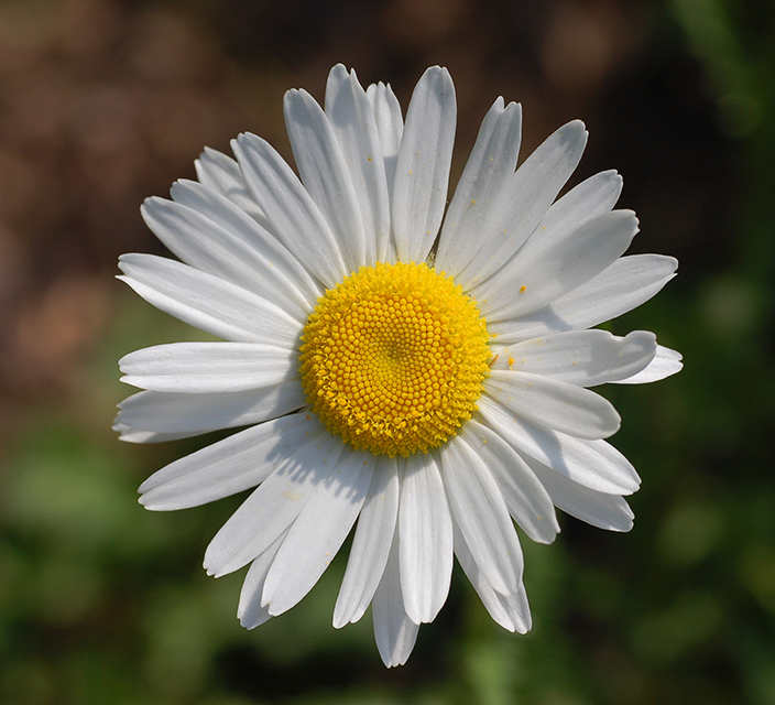 Bellis perennis