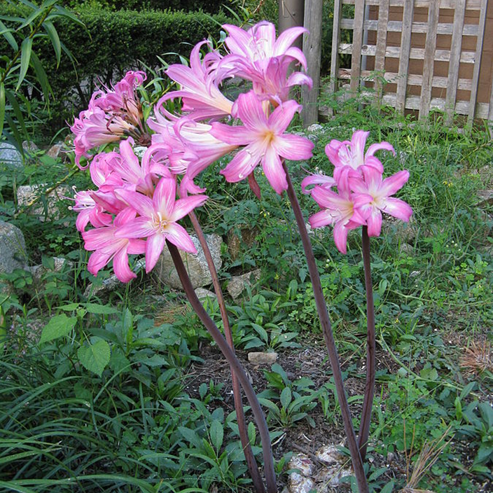Amayrllis belladona