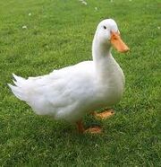 Fun Duck