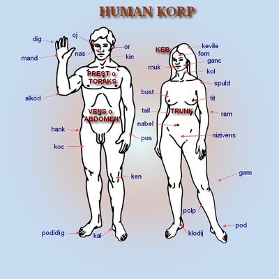 Human korp1