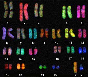 Chromosome banding | UVM Genetics & Genomics Wiki | FANDOM powered by Wikia