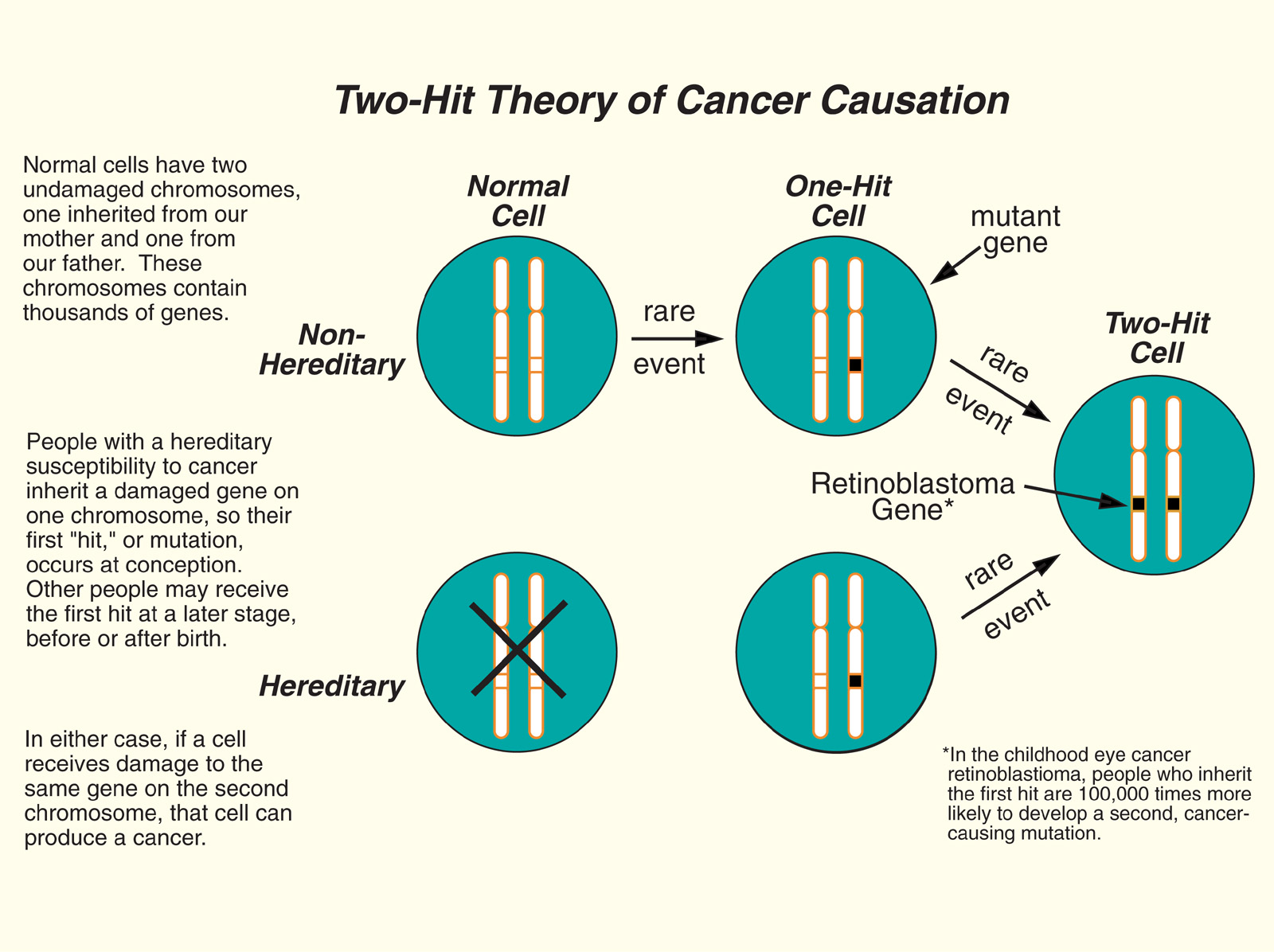 UVM Genetics & Genomics Wiki Biology Diagrams