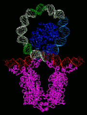 Biochem lacRepressorDNAComplex