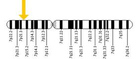 HOXA1 Chromosome location