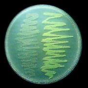 GFP bacteria
