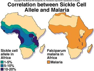 Sickle cell