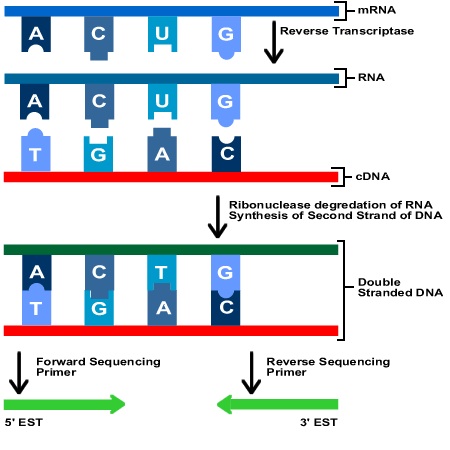 EST | UVM Genetics & Genomics Wiki | FANDOM powered by Wikia