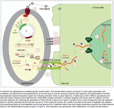 Agrobacteriumlarge