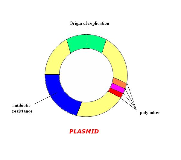 plasmid uvm genetics genomics wiki fandom powered by wikia