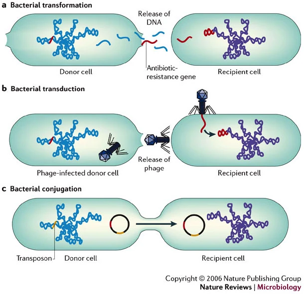 Horizontal gene transfer UVM & Genomics Wiki FANDOM