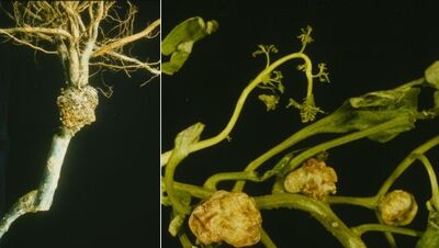 Pomae Agrobacterium tumefaciens