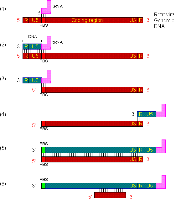 reverse transcription uvm genetics amp genomics wiki reverse transcription