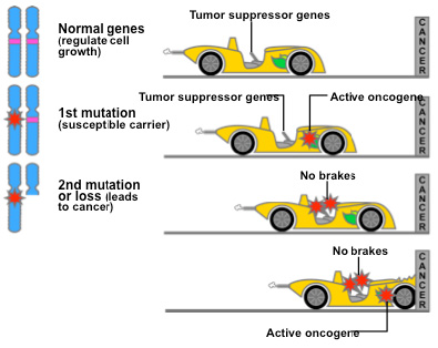 tumor suppressor uvm genetics genomics wiki fandom powered by tumor suppressor genes