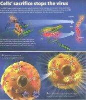 Mechanism of action