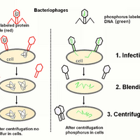 Inheritance And The General Nature Of The Genetic Code Uvm