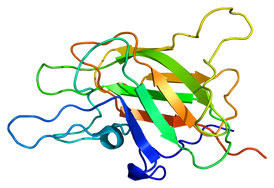 FV protein