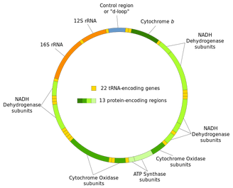 Mitochondrial DNA en.svg