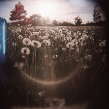 2 dandelion