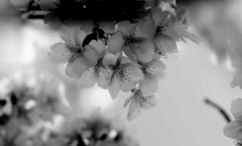 無間の桜 Mugen No Sakura Vocaloid Lyrics Wiki Fandom