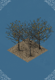 Dry Woods