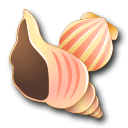 Beautiful Shells