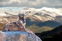 Wolf
