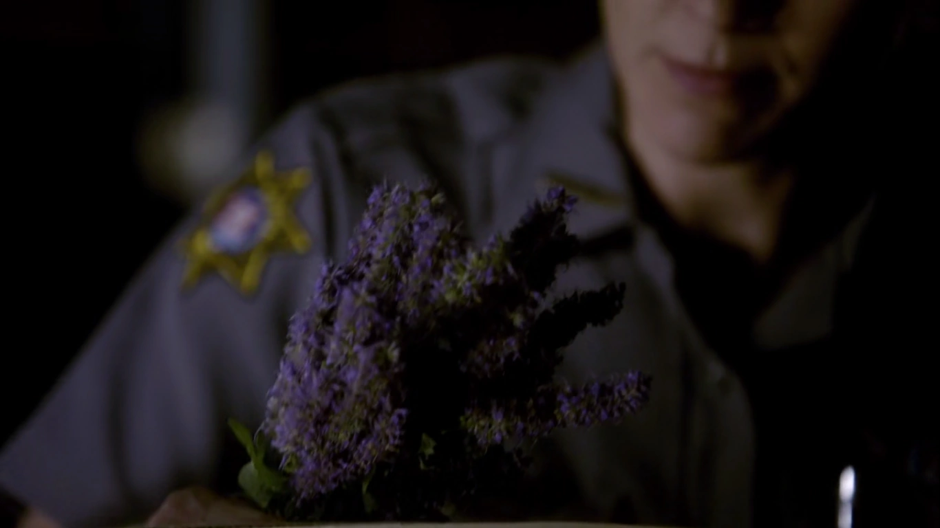 Verbena Wiki Vampire Diaries FANDOM powered by Wikia