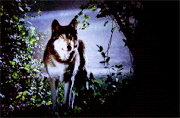 Tumblr muuczdM1T31rh0r8io1 250