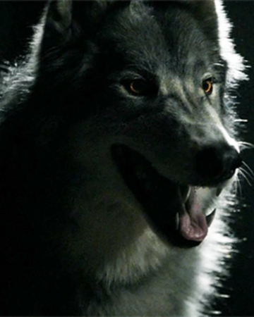 Werwolfe Vampire Diaries Wiki Fandom