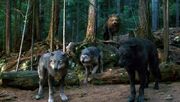 2930523-eclipse01 wolf pack