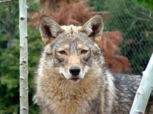 Wolf mal el