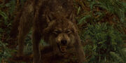 Newmoon01 jacob-wolf