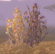 Bruiseweed