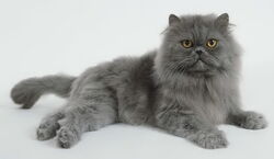 Blue-persian