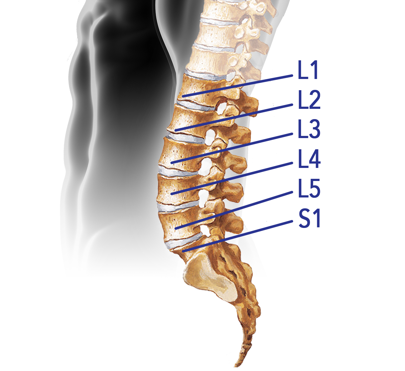 l3 l4 vertebrae