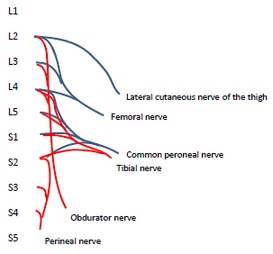 Leg plexus