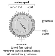 Virus