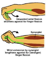 Principle muscle2