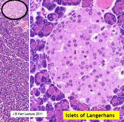 Cells communicate